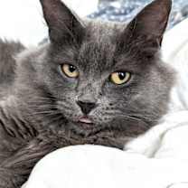 Thumbnail photo of Stormy (Bonded with Hazel) #1