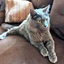 Thumbnail photo of Stormy (Bonded with Hazel) #2