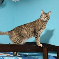 Thumbnail photo of Tabitha 6275 #4