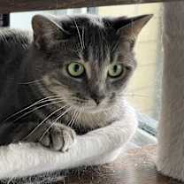Thumbnail photo of Frenchie #1