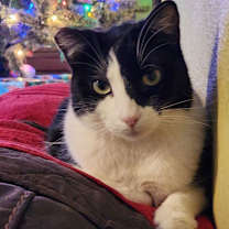 Thumbnail photo of Caramelo #2