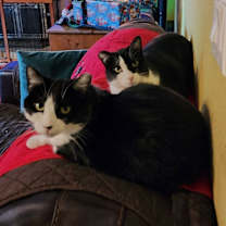 Thumbnail photo of Caramelo #3