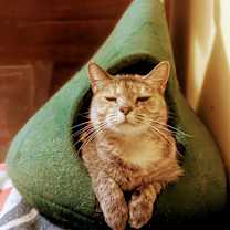 Thumbnail photo of Tinkerbell #1