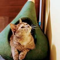 Thumbnail photo of Tinkerbell #2