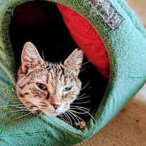 Thumbnail photo of Gwen #1