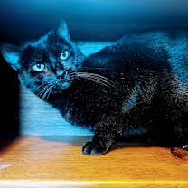 Thumbnail photo of Manxie #1