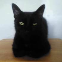 Thumbnail photo of Pete; lap cat- people loving #1