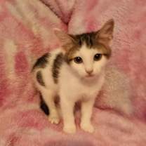 Thumbnail photo of Taylor Swift #4