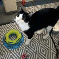 adopt a pet