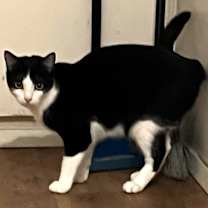 Thumbnail photo of Gypsy #2