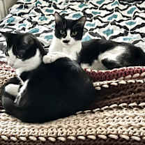 Thumbnail photo of Gypsy #3