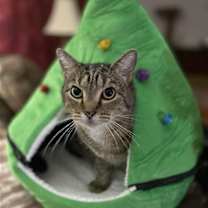 Thumbnail photo of FORREST #1