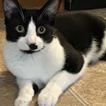 Thumbnail photo of Pancho #1