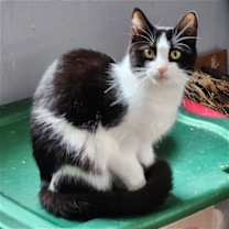 Thumbnail photo of Oreo #2