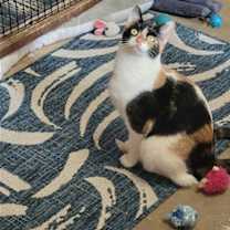 Thumbnail photo of Honey #3