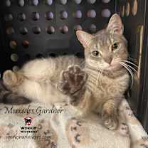 Thumbnail photo of MERCEDES GARDNER #1