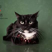 Thumbnail photo of MJ #1