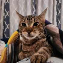 Thumbnail photo of Simon #2