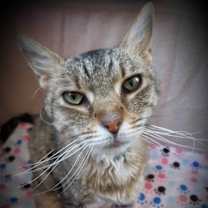 Thumbnail photo of Laurel #4