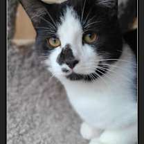 Thumbnail photo of Angelo #1