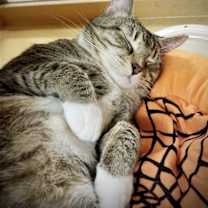 Thumbnail photo of Duchess #2