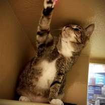 Thumbnail photo of Duchess #3