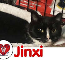 Thumbnail photo of Jinxy Mineola #3