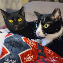 Thumbnail photo of Roo #4