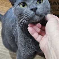 Thumbnail photo of Russell #1