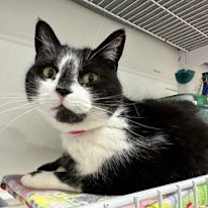 Thumbnail photo of Pixie #3