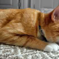 Thumbnail photo of Leo #1