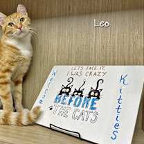 Thumbnail photo of Leo #2