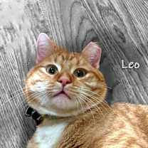 Thumbnail photo of Leo #4
