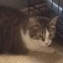 Thumbnail photo of Bella Mia #2