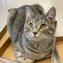 Thumbnail photo of Prada #1