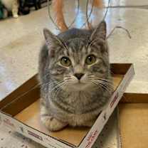 Thumbnail photo of Prada #2