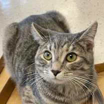 Thumbnail photo of Prada #3