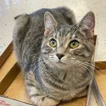 Thumbnail photo of Prada #4