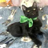 Thumbnail photo of ANDREI #2