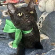 Thumbnail photo of ANDREI #3