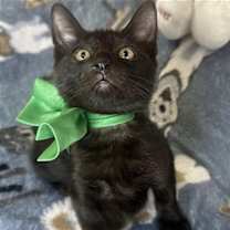 Thumbnail photo of ANDREI #4