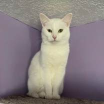 Thumbnail photo of Smudge #1