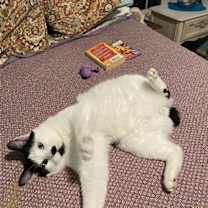 Thumbnail photo of Charlie Chaplin #2