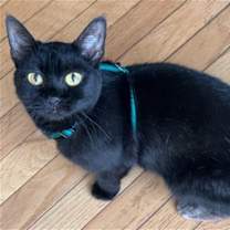 Thumbnail photo of NIAMHA (COURTESY POST) #1
