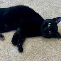 Thumbnail photo of NIAMHA (COURTESY POST) #2