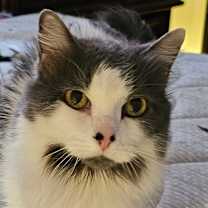 Thumbnail photo of Fluffy and Baby #2