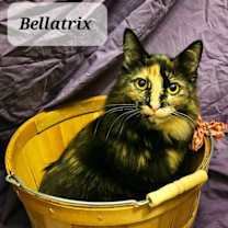 Thumbnail photo of Bellatrix #1