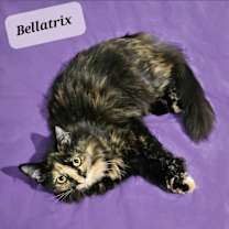 Thumbnail photo of Bellatrix #2