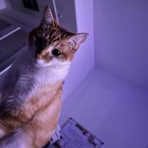 Thumbnail photo of Coi #4