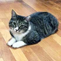 Thumbnail photo of Muffin #2